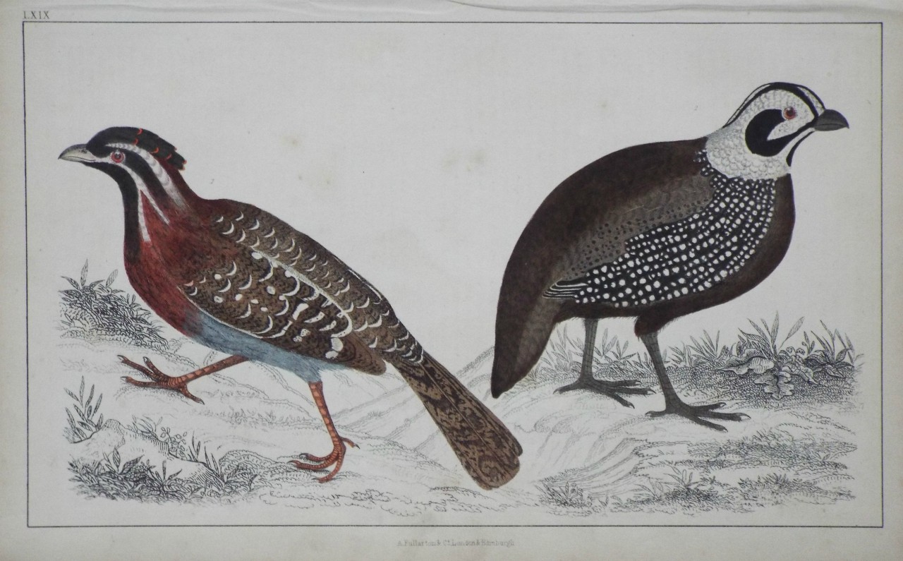 Print - Long-tailed Quail & Montezuma's Quail